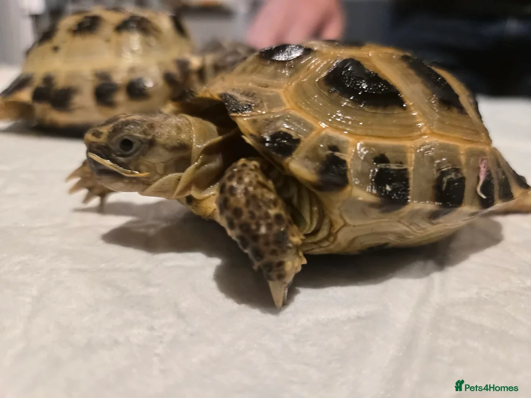 Tortoise reptiles for sale: Horsefields tortoises  in Great Yarmouth - Advert 1