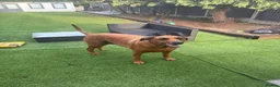 Dobermann dogs for sale: Bruce - Advert 1