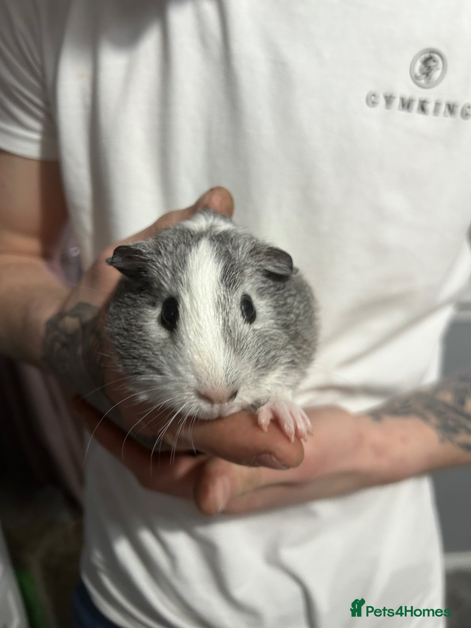 Guinea Pig rodents Two males for sale  - Advert 2