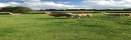 Llama livestock for sale: 4 female llamas in York - Advert 2
