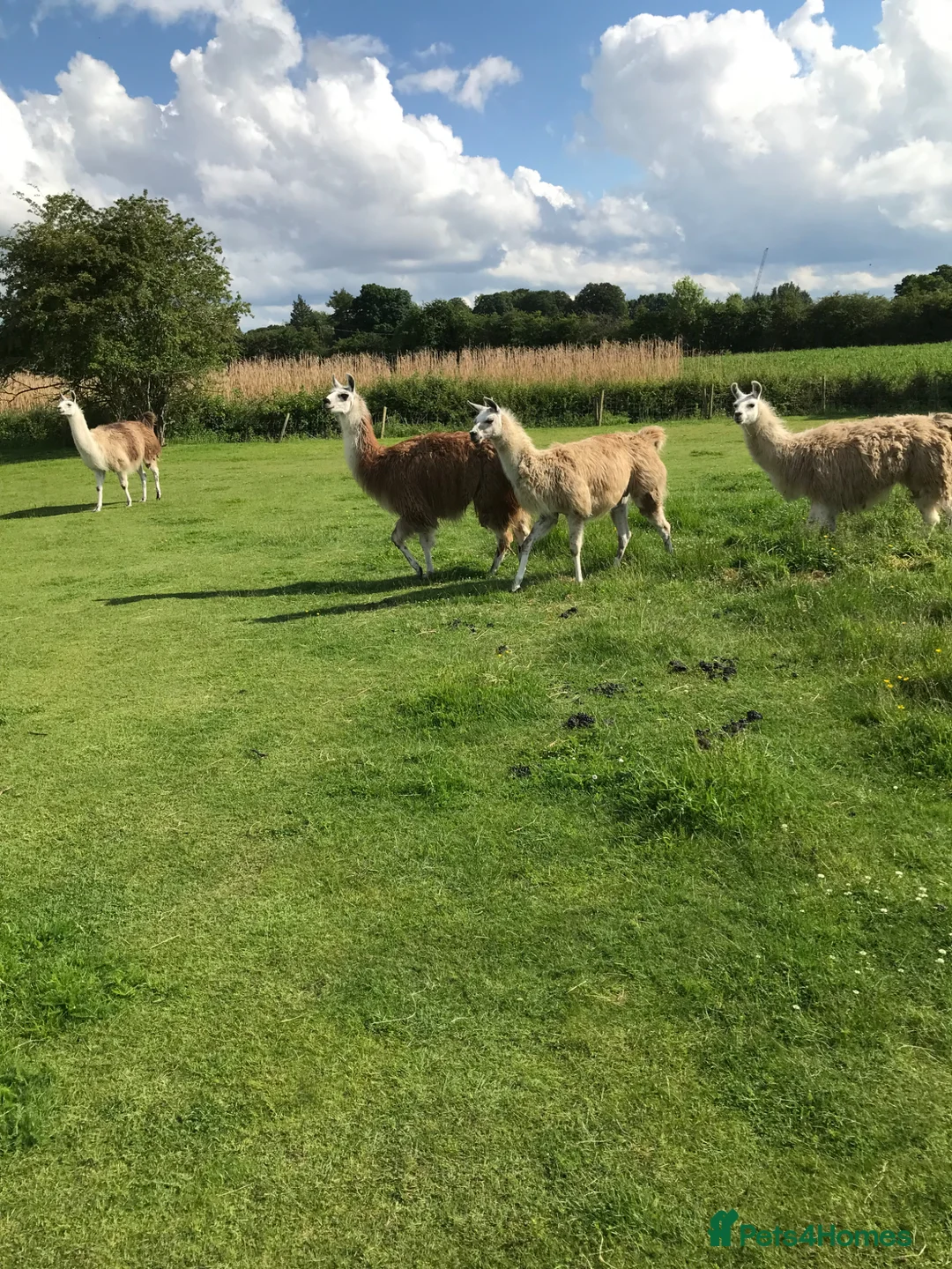 Llama livestock for sale: 4 female llamas in York - Advert 2