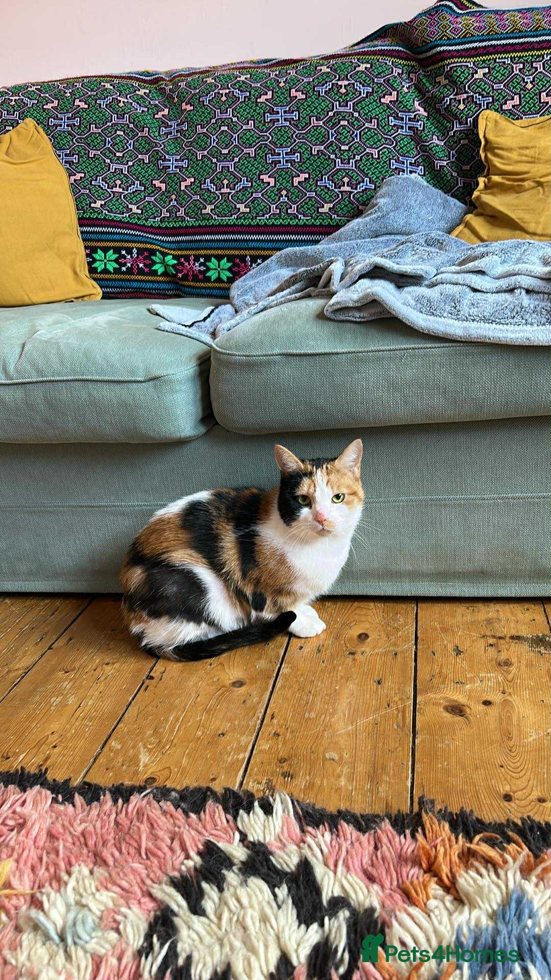 Mixed Breed cats for adoption: Beautiful girl looking for special forever home - Image 1