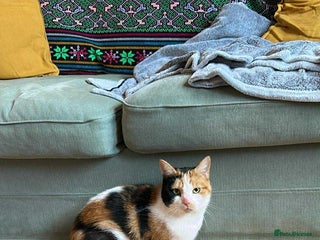 Mixed Breed cats - Advert 2