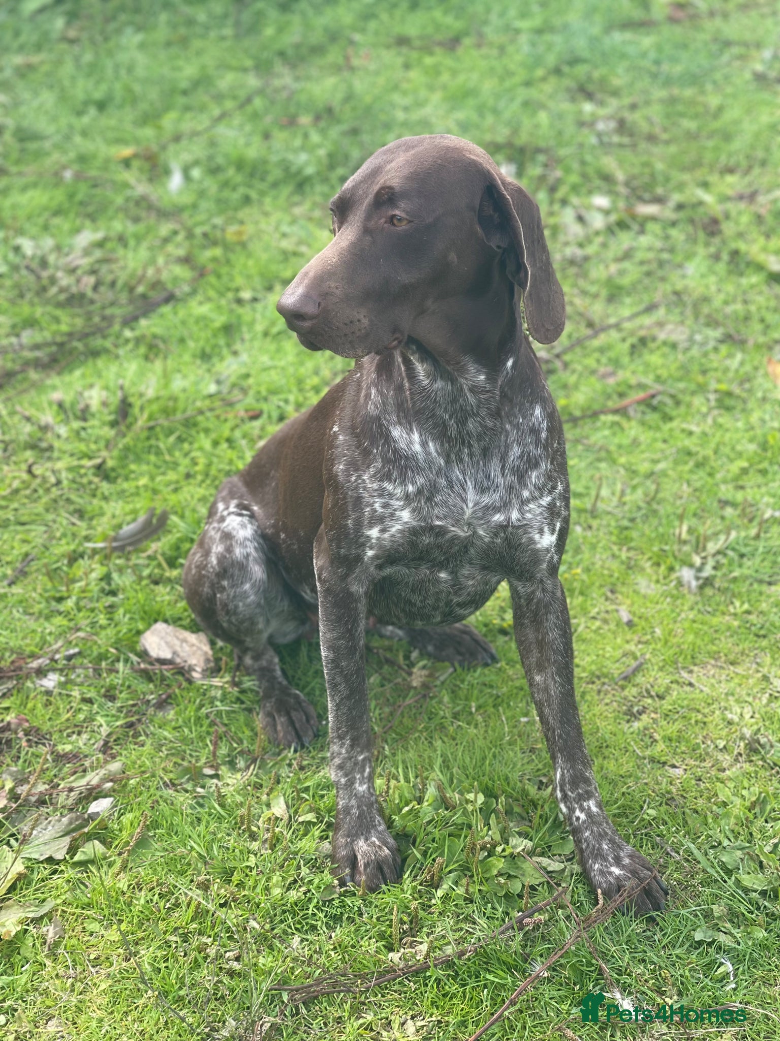 German Shorthaired Pointer dogs PENDING LITTER of German Shorthaired Pointers - Advert 2