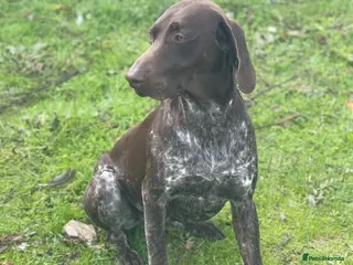 German Shorthaired Pointer dogs PENDING LITTER of German Shorthaired Pointers - Advert 1
