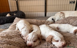 Clumber Spaniel dogs for sale: Clumber Spaniel Hybrid - Image 2