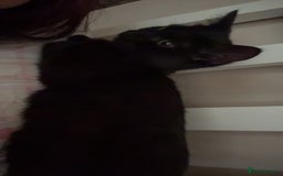 Mixed Breed cats for sale: 2 x beautiful girl kittens  - Image 2