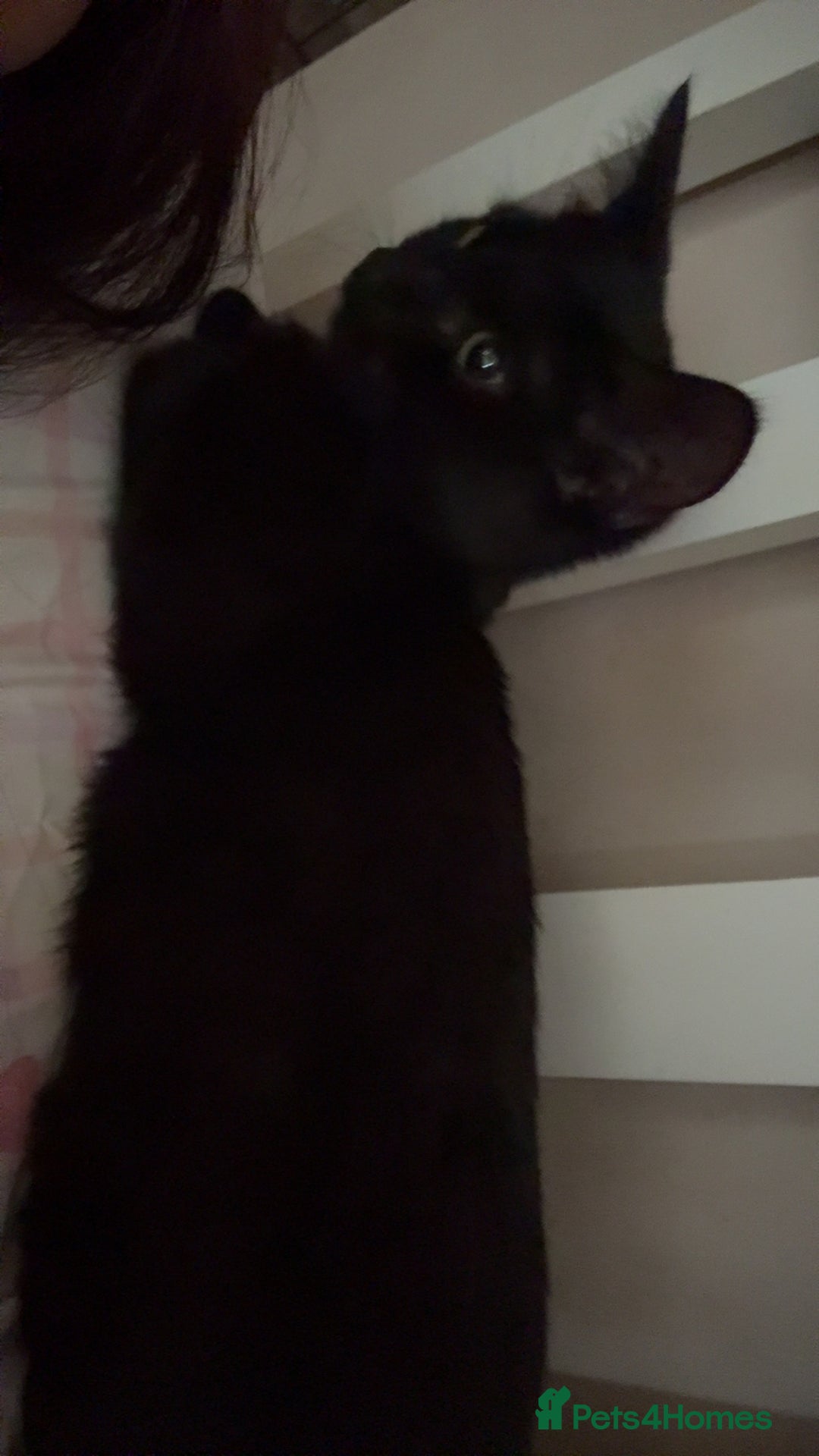 Mixed Breed cats for sale: 2 x beautiful girl kittens  - Image 2