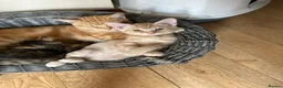 Mixed Breed cats for sale: Beautiful Kittens  - Advert 4