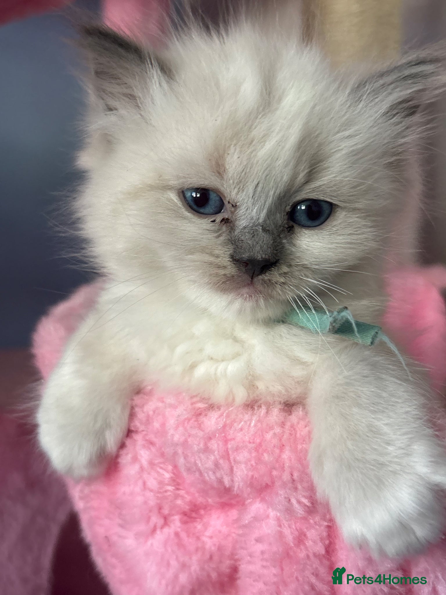 Ragdoll cats  boy ragdoll kitten ready to leave - Advert 1