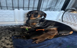 Miniature Dachshund dogs for sale: Black & tan boy, KC reg, PRA clear, low coi score - Image 3