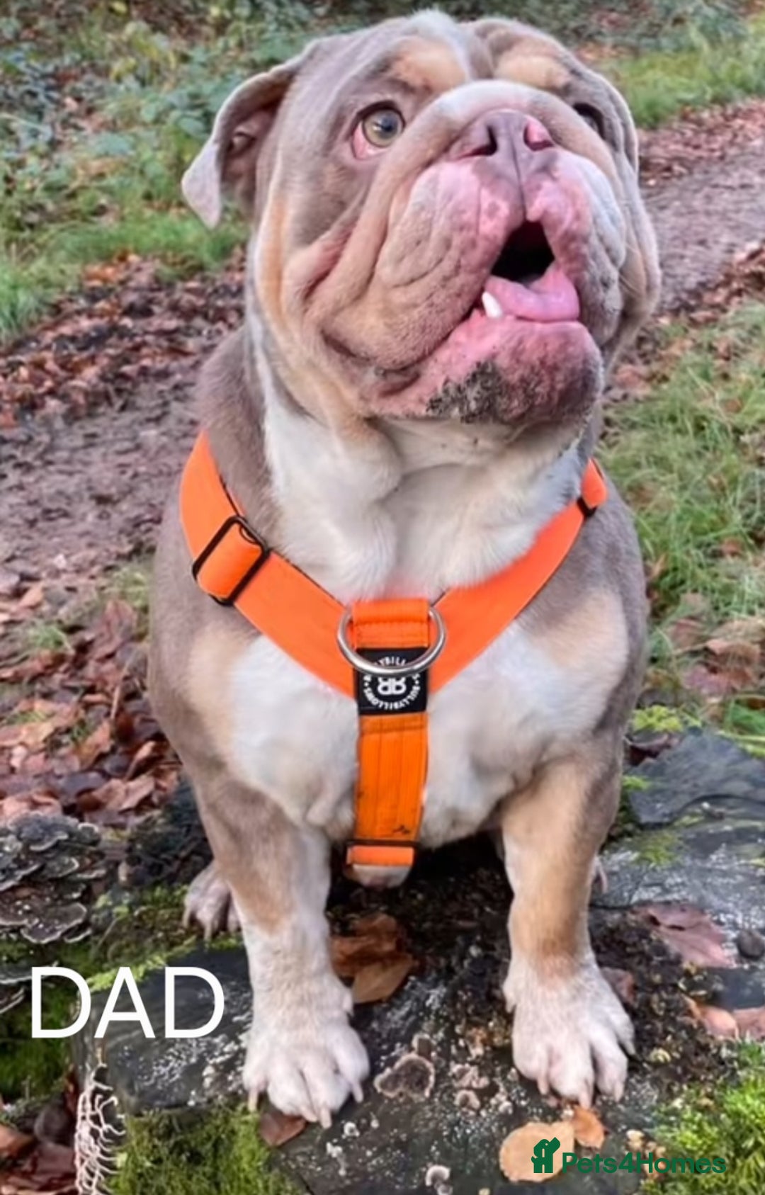 English Bulldog dogs for sale: English bulldog pups  - Image 8