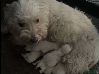 West Highland Terrier dogs Exquisite Fluffy Little WestHighland White Terrier - Advert 3