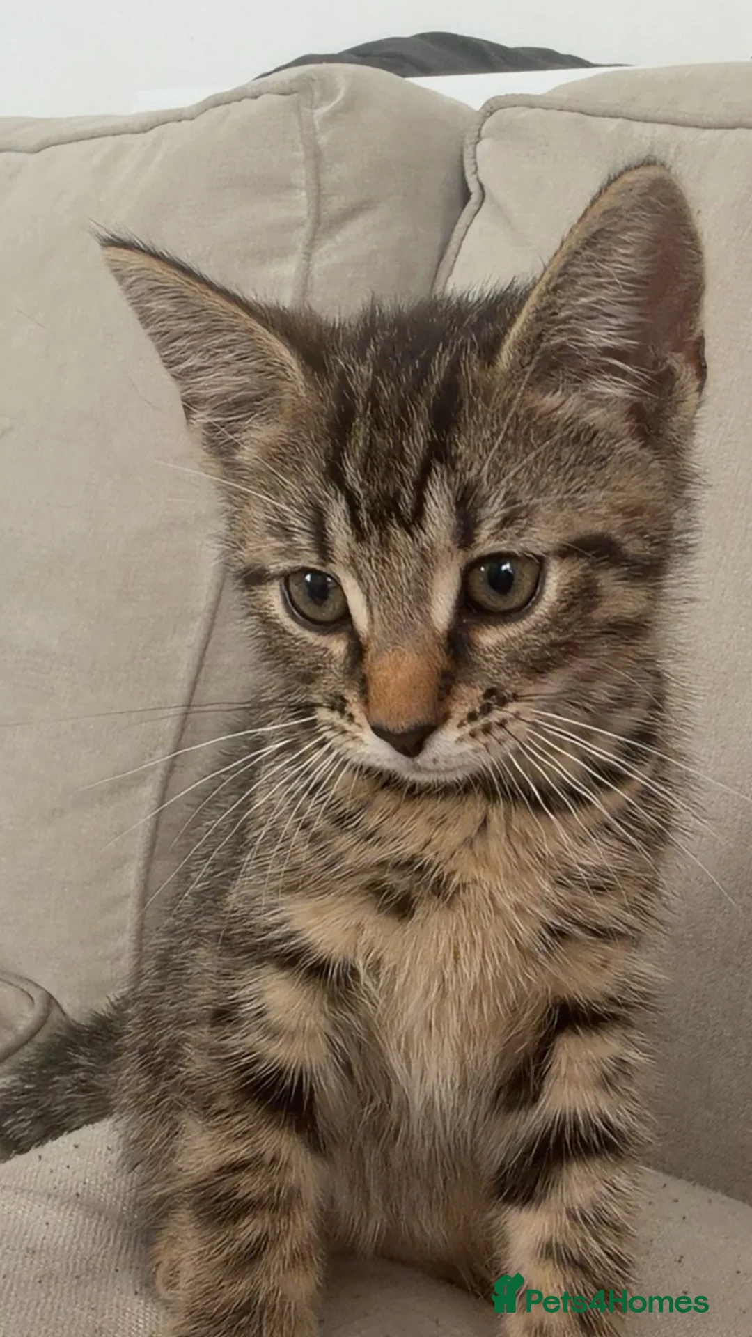 Mixed Breed cats for sale: kitten for sale  - Advert 3