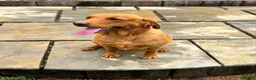 Labrador Retriever dogs for sale: 1 BEAUTIFUL FOX RED KC GIRL  - Advert 7