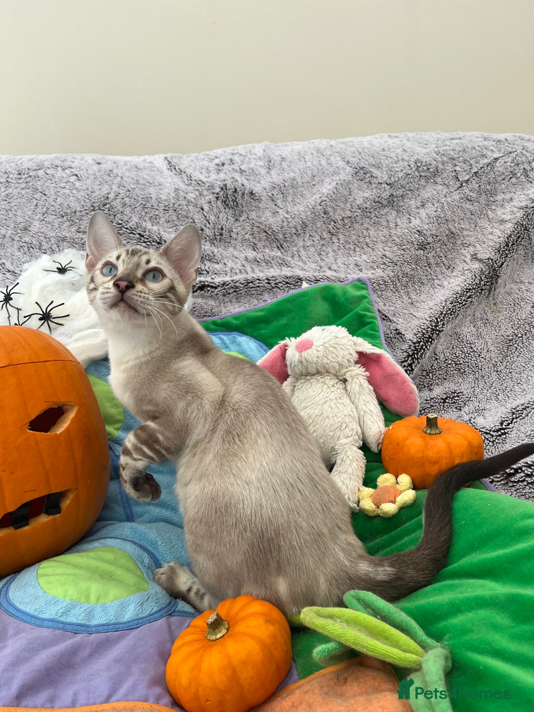 Bengal cats for sale: OUTSTANDING TICA reg BENGAL KITTENS - Image 33