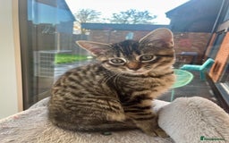 Mixed Breed cats for sale: Bengal x Ragdoll x Tabby kittens ready to go💕 - Image 3