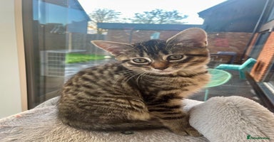 Mixed Breed cats - Advert 9