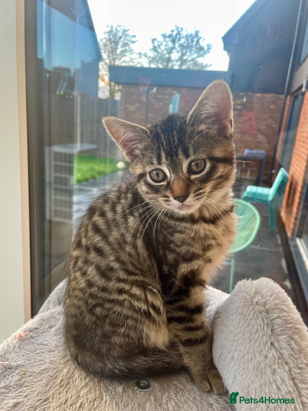 Mixed Breed cats for sale: Bengal x Ragdoll x Tabby kittens ready to go💕 - Image 3