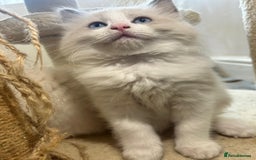 Ragdoll cats for sale: Pure longhair Ragdoll Kittens - Raised with Soul - Image 14