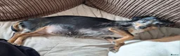Mixed Breed dogs for sale: 1 beautiful boy left in Maldon - Advert 21