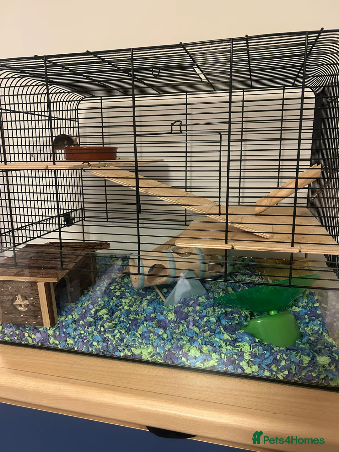 Mouse rodents for sale: Two female fancy mice - Advert 1