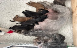 Shih Tzu dogs for sale: Beautiful Shih Tzu Puppies - Male & Female - Image 2