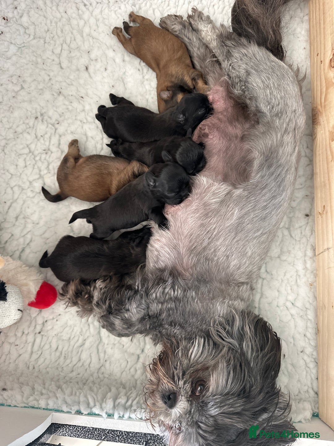 Shih Tzu dogs for sale: Beautiful Shih Tzu Puppies - Male & Female - Image 2