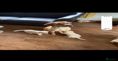Labrador Retriever dogs - Advert 14