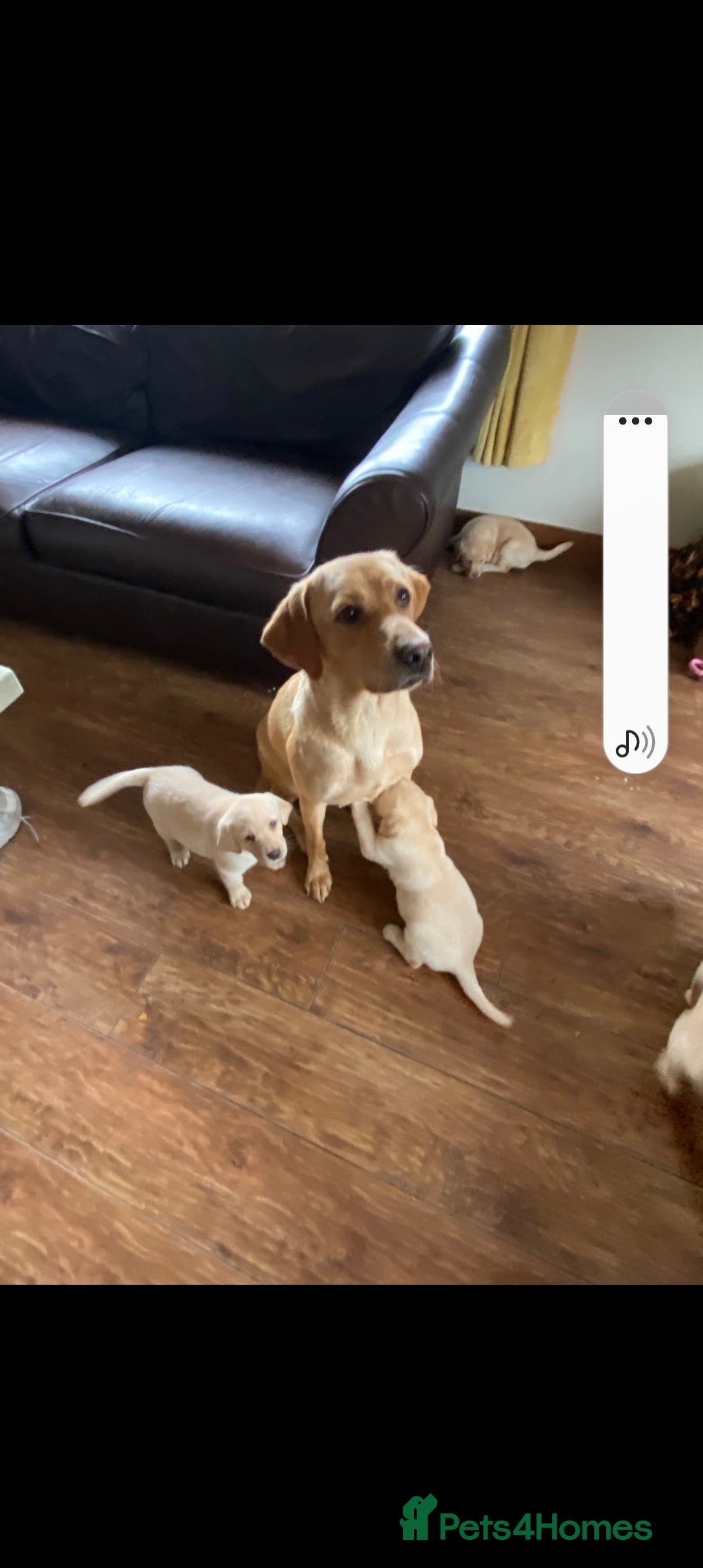 Labrador Retriever dogs for sale: Lab pups - Image 1