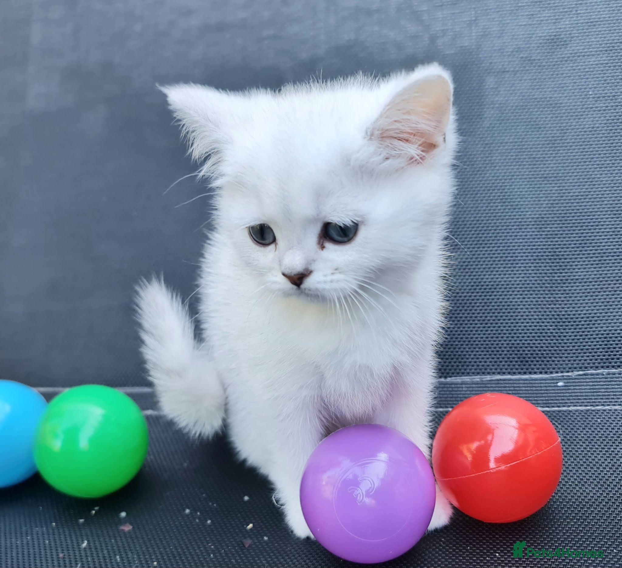 British Shorthair cats BRITISH SHORTHAIR KITTEN BLUE EYES  - Advert 2