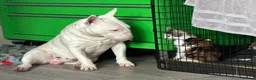 Miniature Bull terrier dogs for sale: RKC reg Minature Bull terrier  - Advert 2