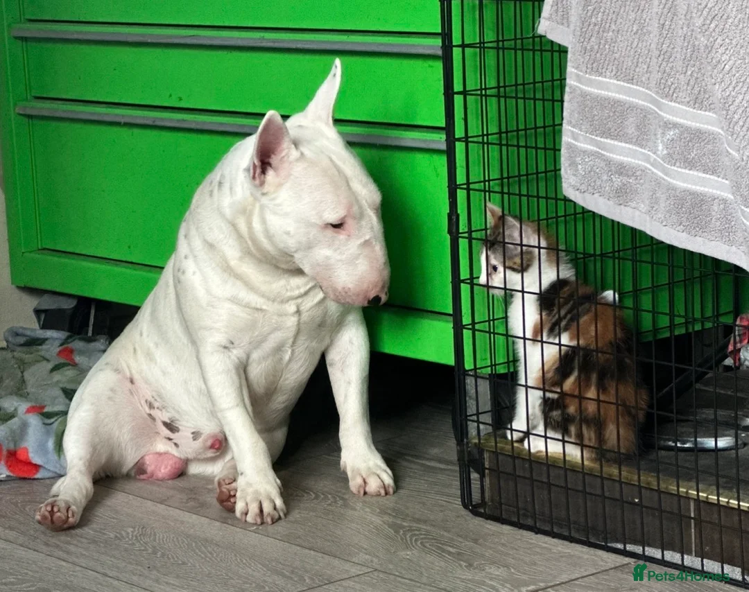 Miniature Bull terrier dogs for sale: RKC reg Minature Bull terrier  - Advert 2