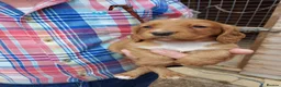 Cocker Spaniel dogs for sale: Beautiful Cocker Spaniels  in Morpeth - Advert 5
