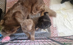 German Shepherd dogs for sale: KC REG GSD PUPPIES FULLY SCORED AND TESTED PARENTS - Image 25