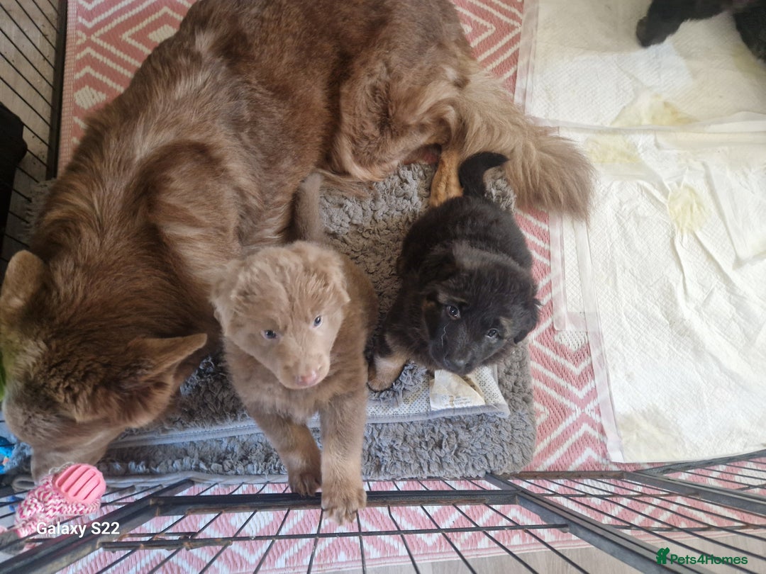 German Shepherd dogs for sale: KC REG GSD PUPPIES FULLY SCORED AND TESTED PARENTS - Image 25