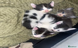 Mixed Breed cats for sale: 1 male 1 female 7 week old kitten  - Image 2