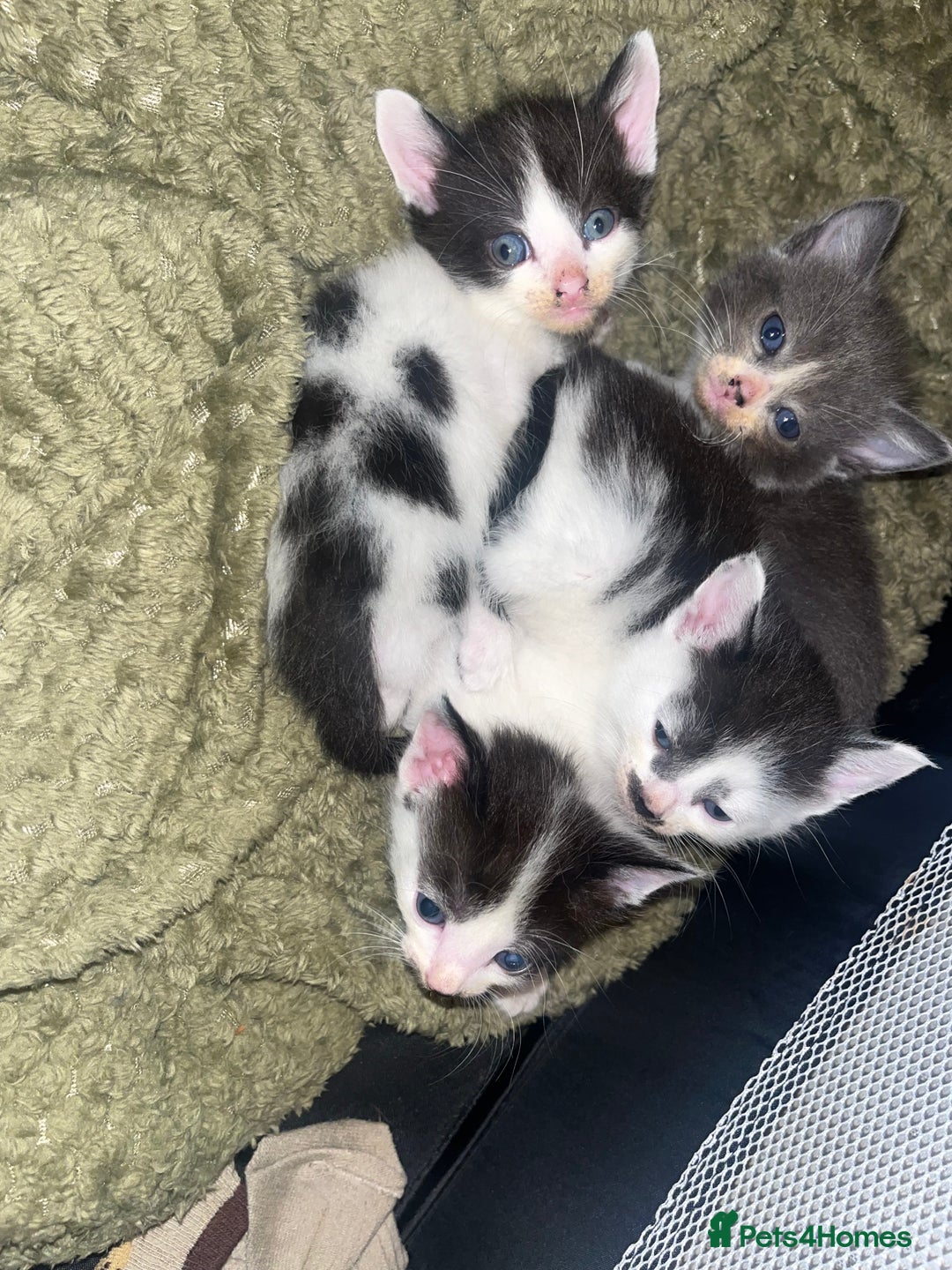 Mixed Breed cats for sale: 1 male 1 female 7 week old kitten  - Image 2