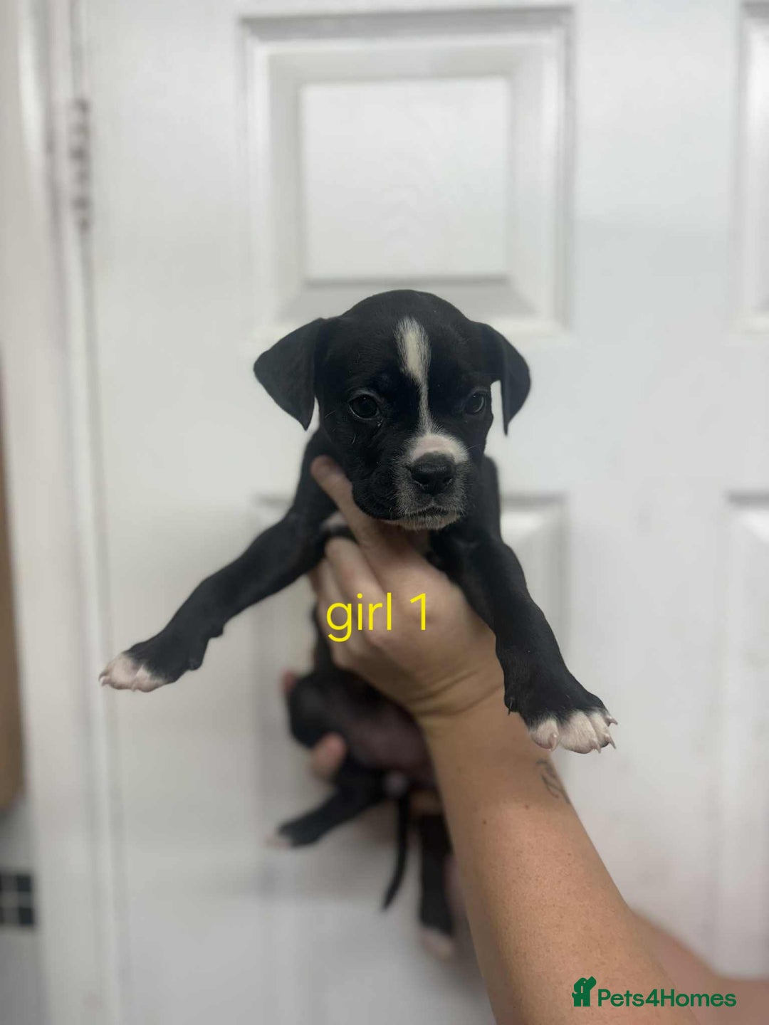 Mixed Breed dogs for sale: Beautiful mastiff cross pups - Image 33