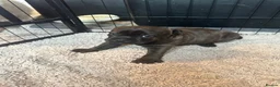 Staffordshire Bull Terrier dogs for sale: 🐾 Beautiful Brindle Staffordshire Terrier Boy  - Advert 6