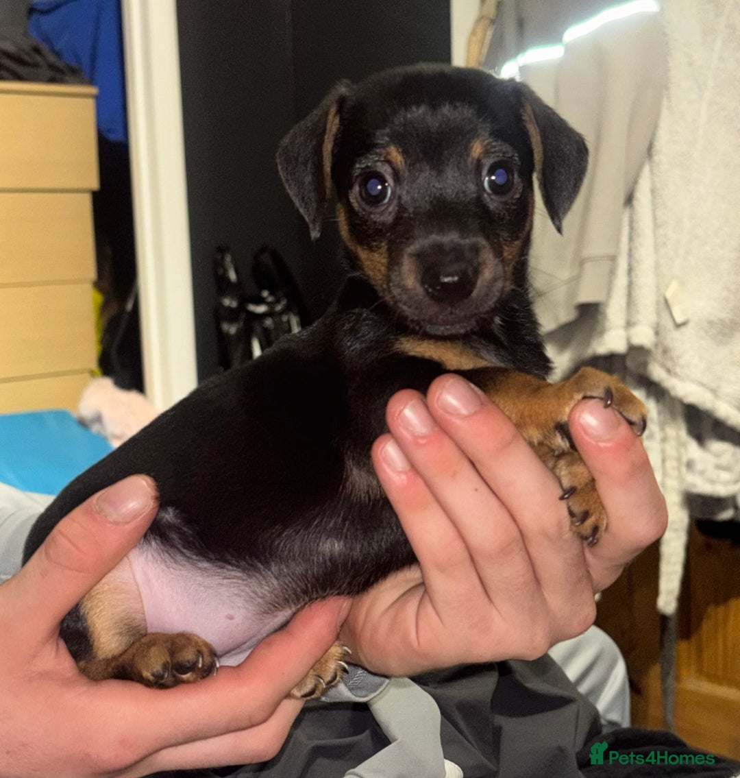 Jack Russell dogs for sale: 2 Outstanding Girl Jack Russell’s.  - Image 8