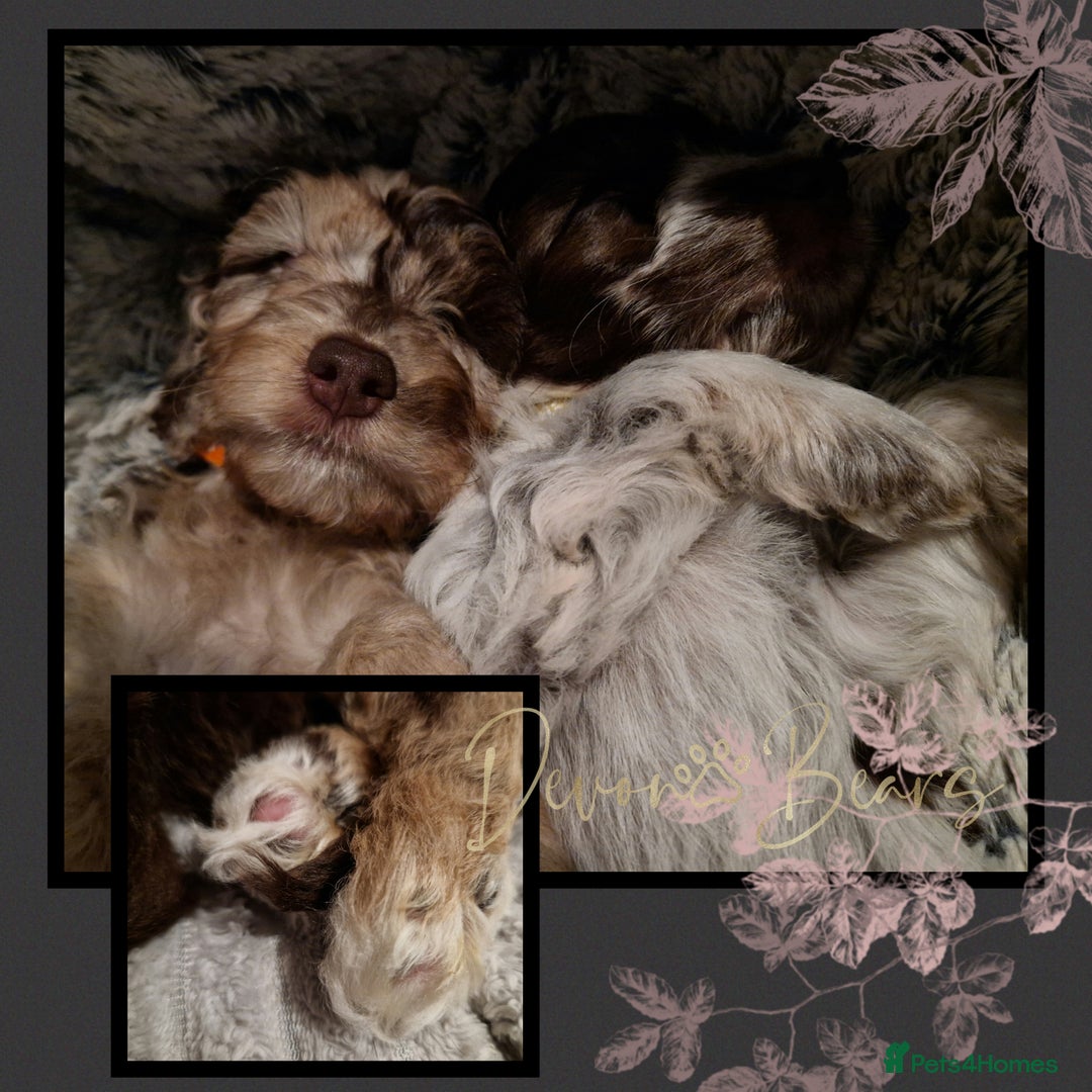 Cockapoo dogs for sale: 5*Licenced. DNA tested English cockerpoos. - Image 26