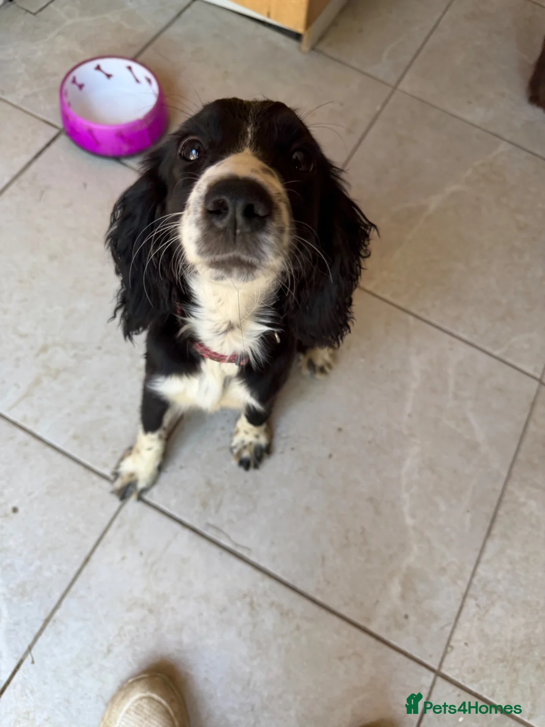 Cocker Spaniel dogs for sale: Working cocker spaniel puppy - Advert 2
