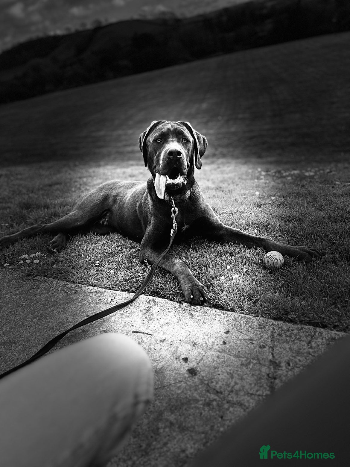 Cane Corso dogs for sale: Rehome Moose - Advert 2
