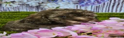 Cockapoo dogs for sale: Chocolate sable & phantoms cockapoos  - Advert 11