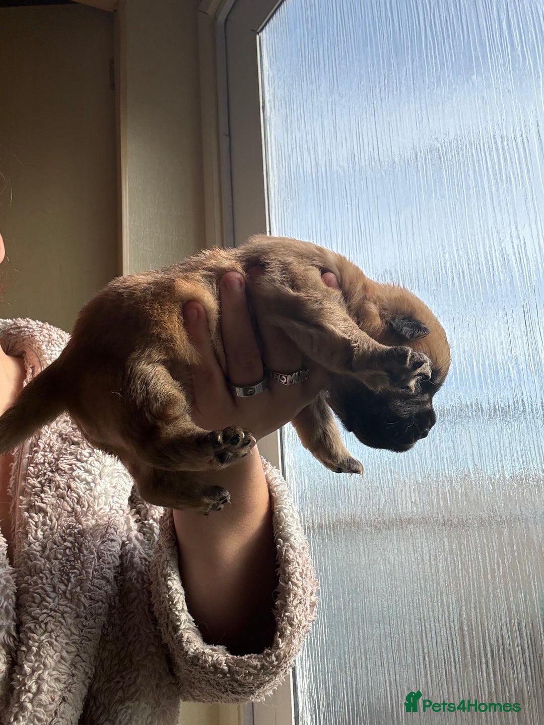 Mixed Breed dogs for sale: German shepherd cross chow chow/French bulldog  - Image 2