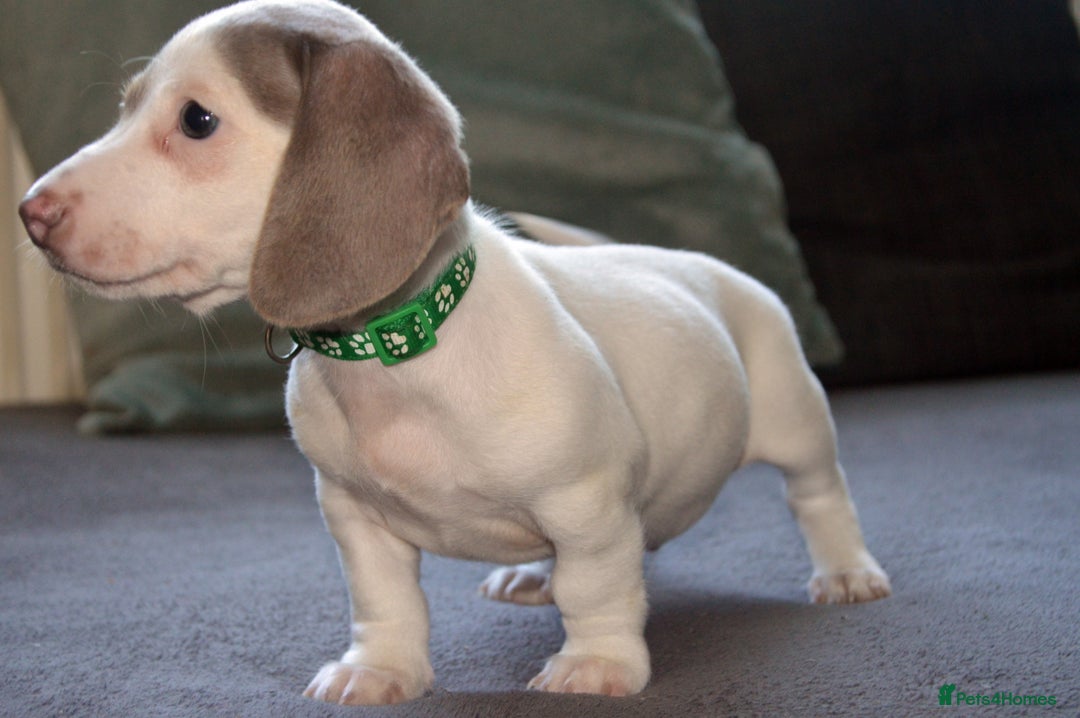 Dachshund dogs for sale: Isabella pied daschund pups, ready to leave  in Birmingham - Image 2