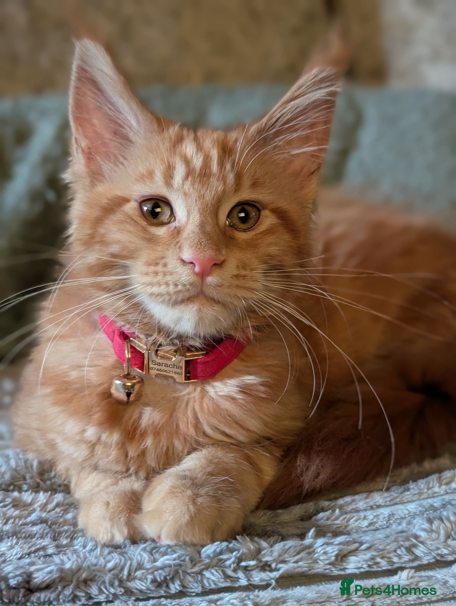 Maine Coon cats Mainecoon - Advert 14