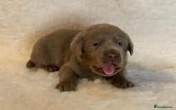 Labrador Retriever dogs for sale:  Ready for collection from today 🩶💚🩶   - Image 22
