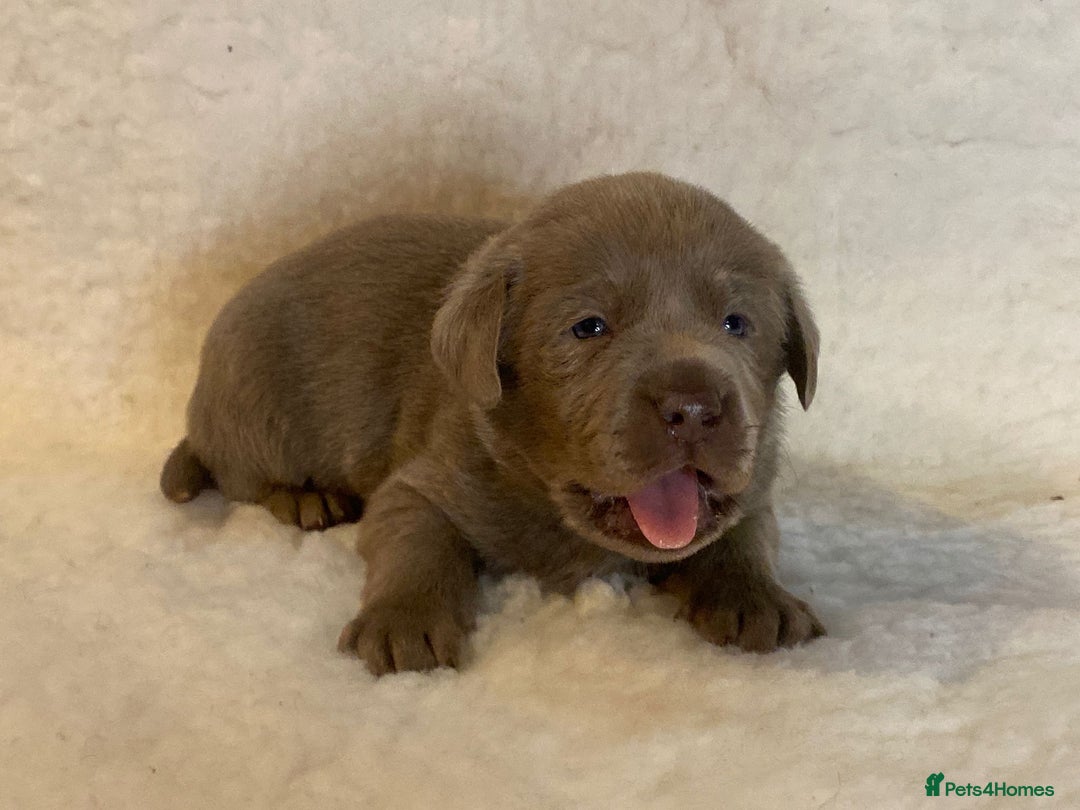 Labrador Retriever dogs for sale:  Ready for collection from today 🩶💚🩶   - Image 22